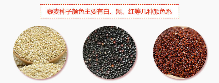 藜麥種子顏色主要有白、黑、紅等幾種顏色系，營養(yǎng)成分相差不大，其中白色口感好，黑、紅色口感相對差些，籽粒也較小。