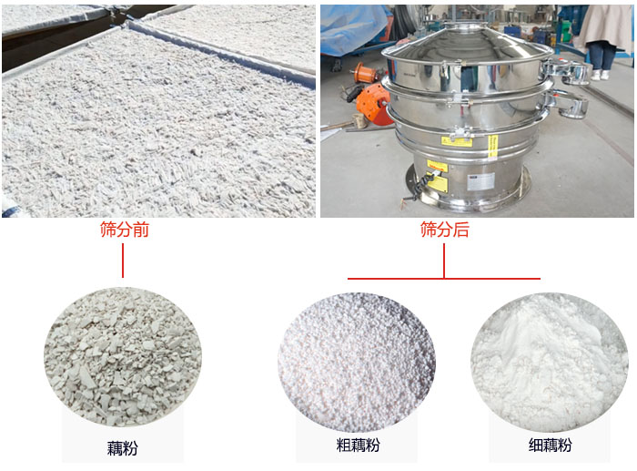 蓮藕淀粉曬干，采用304不銹鋼材質(zhì)藕粉振動篩篩分后前后對比效果圖展示。