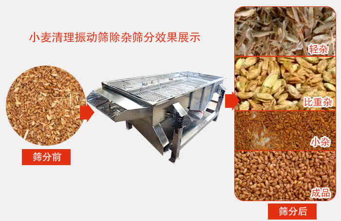 小麥清理振動篩小麥篩分效果展示圖可同時篩分出輕雜，比重雜，小雜，成品等四個等級。